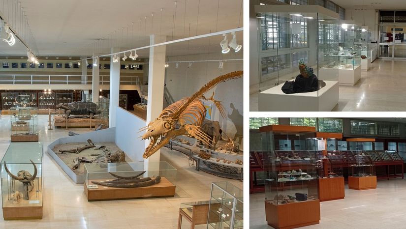 The "Palaeontology & Geology" and "Mineralogy & Petrology" Museums welcome members of the university community [01-02/06/2024]